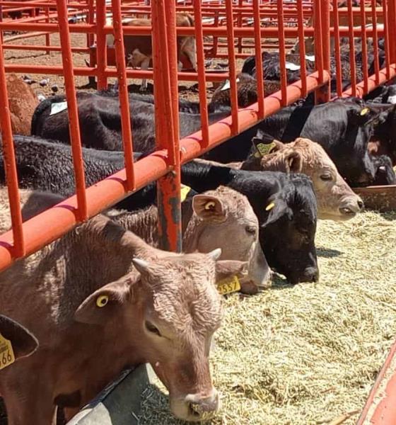 Registran productores, pérdidas de 270 mdp