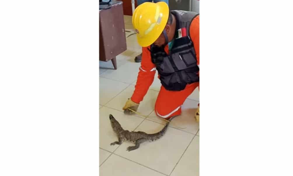 Capturan cocodrilo en drenaje de Múzquiz: Protección Civil lo entrega a Medio Ambiente