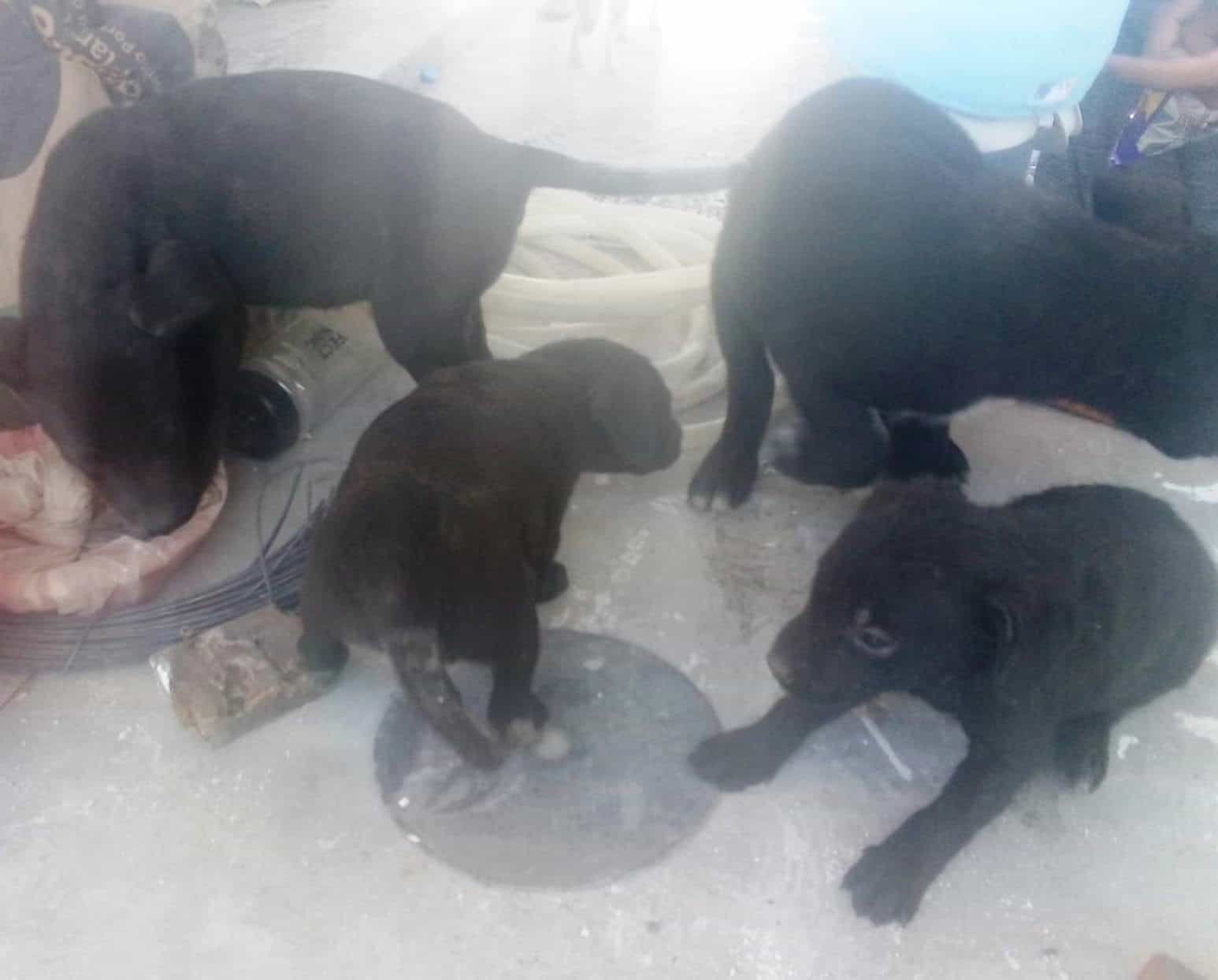 Procesan a adolescente por quemar a cachorros