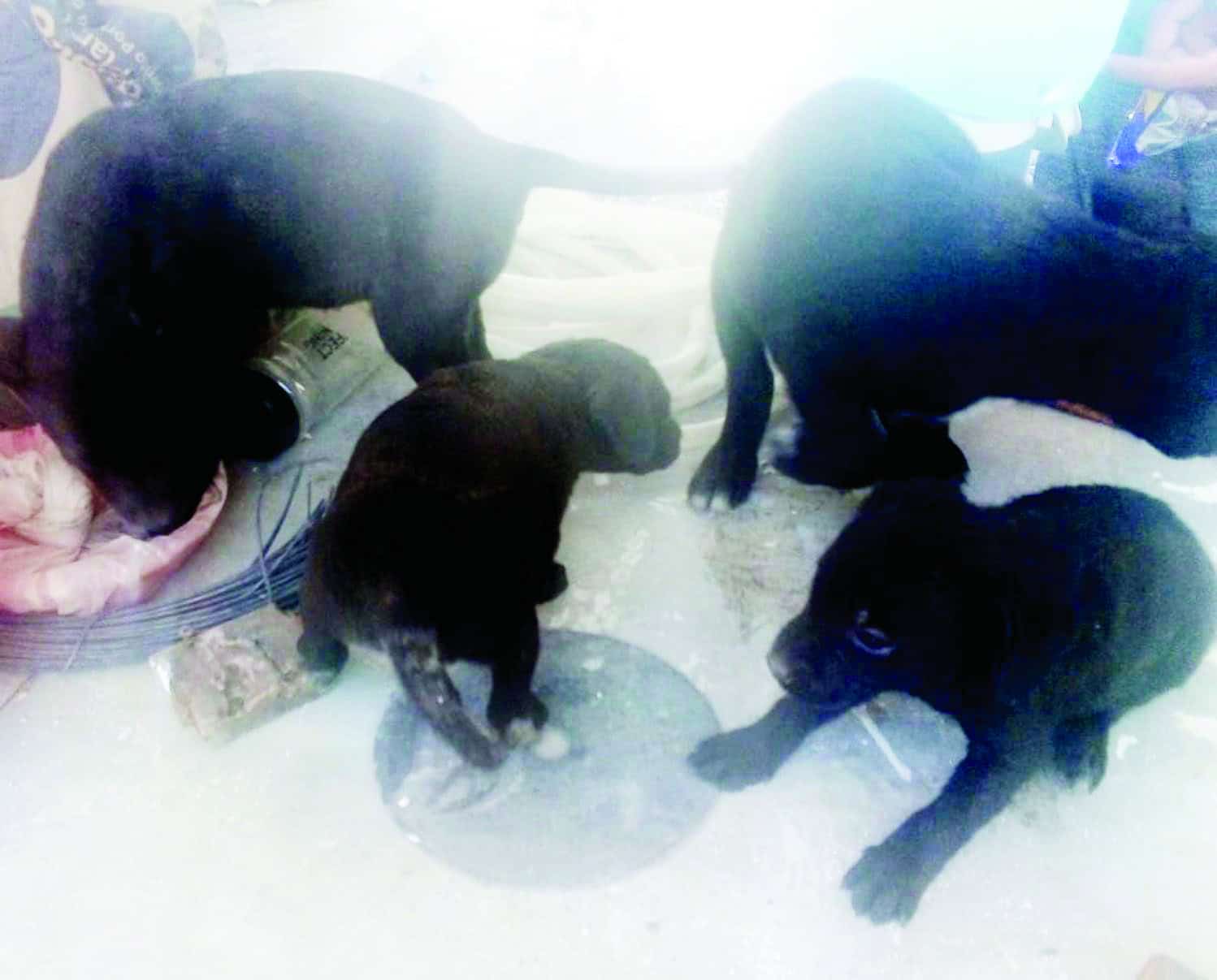 No tolerará Javier Díaz maltrato a los animales