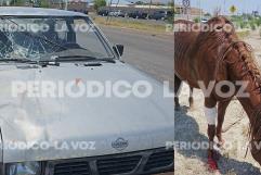 Accidente en Salinas: camioneta embiste a caballo desbocado y causa daños graves