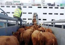 Preocupa caída de la exportación de ganado