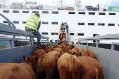 Preocupa caída de la exportación de ganado