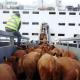 Preocupa caída de la exportación de ganado