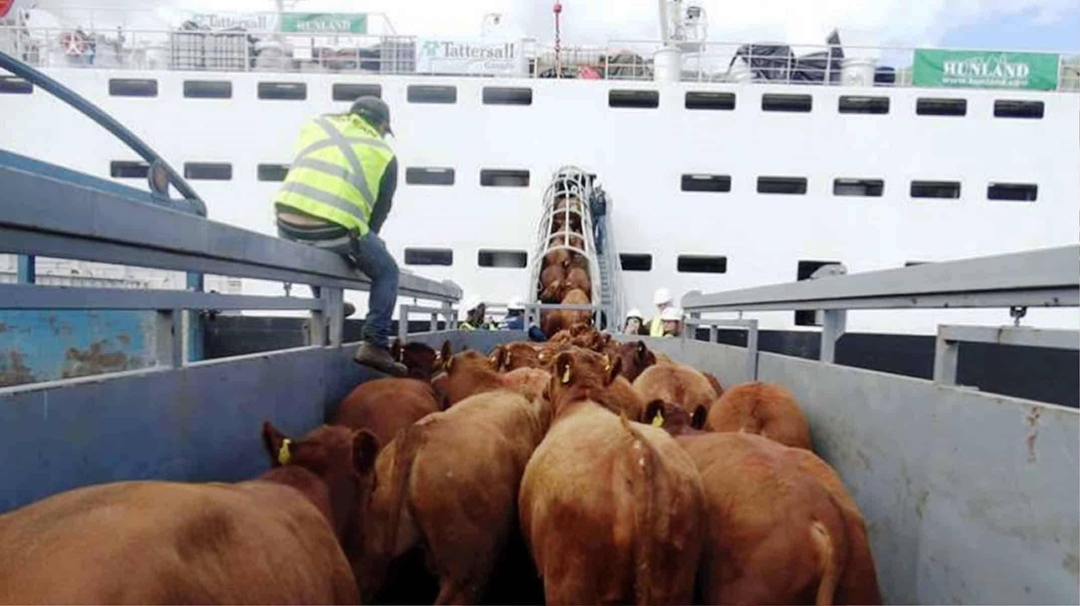 Preocupa caída de la exportación de ganado Preocupa caída de la exportación de ganado