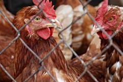 México suspende importación de gallinas desde Brasil por gripe aviar