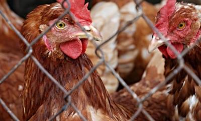 México suspende importación de gallinas desde Brasil por gripe aviar