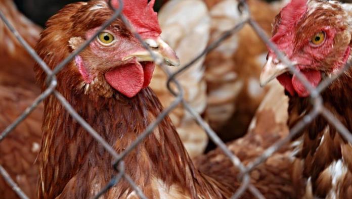 México suspende importación de gallinas desde Brasil por gripe aviar