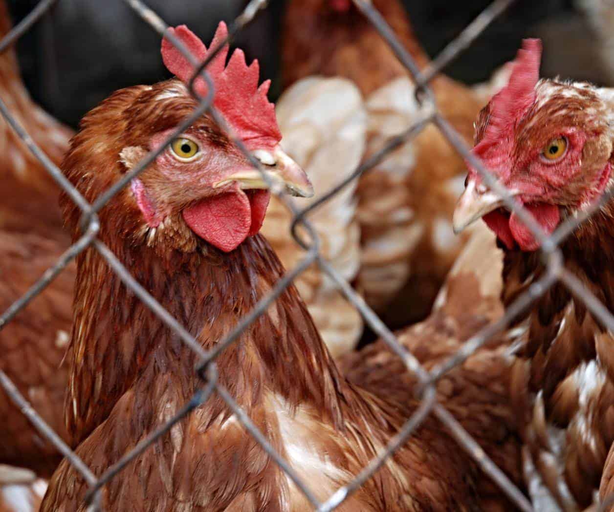 México suspende importación de gallinas desde Brasil por gripe aviar