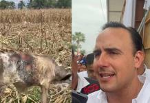 Alerta ganadera en Coahuila por avance del gusano barrenador