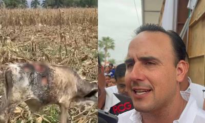 Alerta ganadera en Coahuila por avance del gusano barrenador