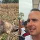 Alerta ganadera en Coahuila por avance del gusano barrenador