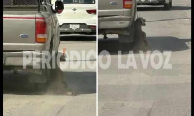 Frontera aplicará sanciones ejemplares contra el maltrato animal, advierte Sari Pérez