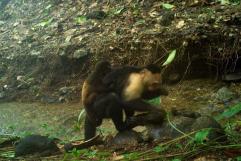 Monos capuchinos en Panamá secuestran crías de otra especie por aburrimiento