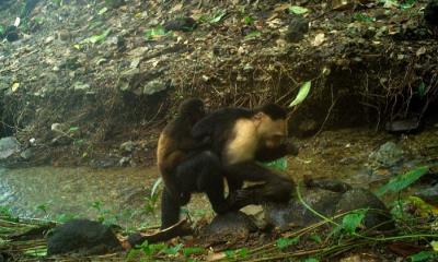 Monos capuchinos en Panamá secuestran crías de otra especie por aburrimiento