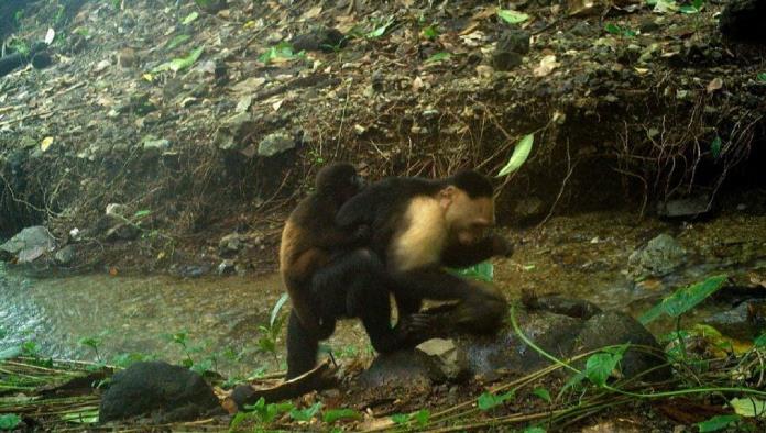 Monos capuchinos en Panamá secuestran crías de otra especie por aburrimiento