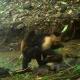 Monos capuchinos en Panamá secuestran crías de otra especie por aburrimiento