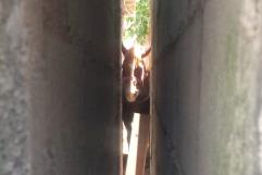 Protección Civil rescata a caballo atorado entre paredes en colonia Borja, Frontera