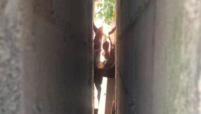 Protección Civil rescata a caballo atorado entre paredes en colonia Borja, Frontera