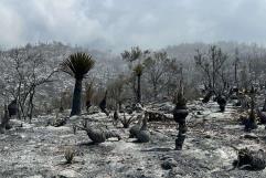 Controlan al 80% incendio forestal en cerro La Gloria, entre Castaños y Monclova