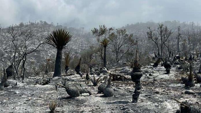 Controlan al 80% incendio forestal en cerro La Gloria, entre Castaños y Monclova
