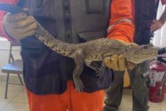Reclaman cocodrilo hallado en drenaje de Múzquiz