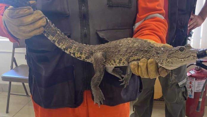 Reclaman cocodrilo hallado en drenaje de Múzquiz