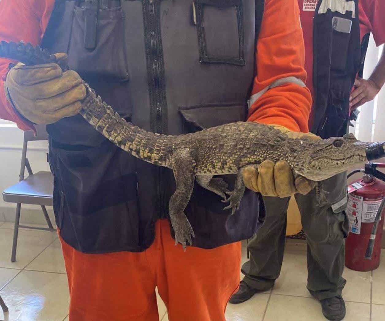 Reclaman cocodrilo hallado en drenaje de Múzquiz