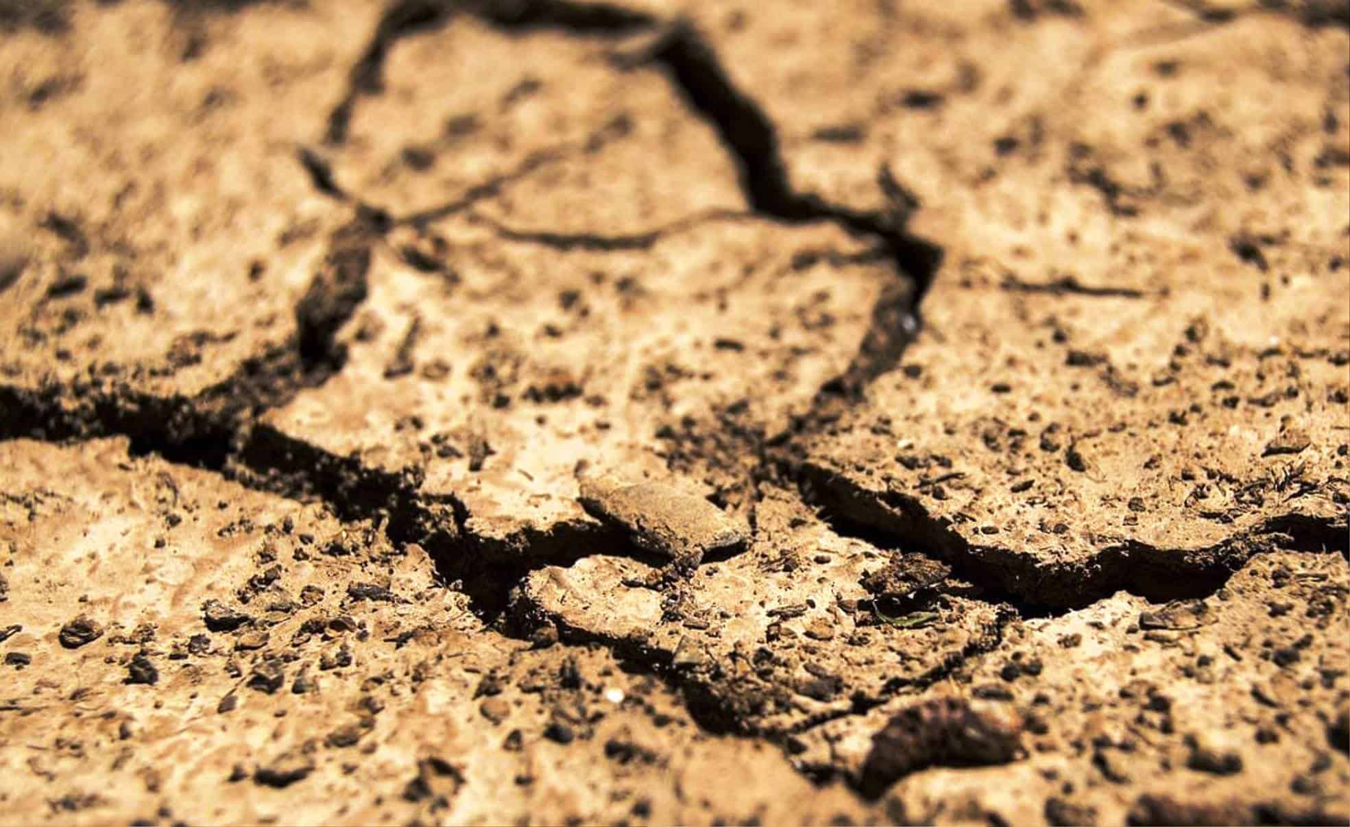 Ganado en riesgo por la ola de calor en Saltillo 