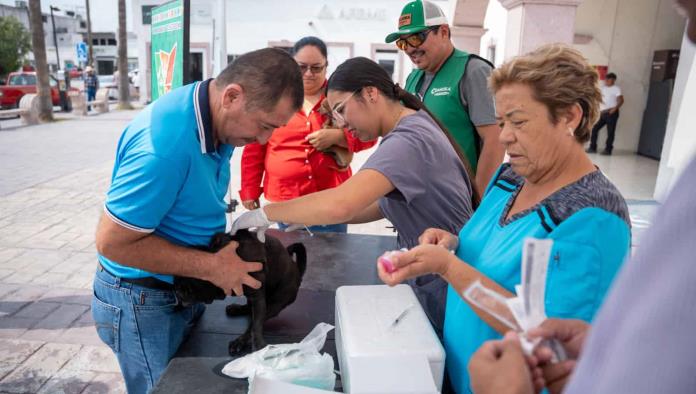 Castaños lanza brigada gratuita para mascotas con vacunas, desparasitación y baños