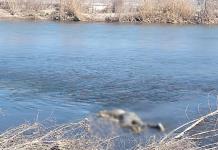 Disminuye cifra de de ahogamientos en el río Bravo, en comparación con 2024