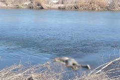 Disminuye cifra de de ahogamientos en el río Bravo, en comparación con 2024