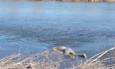 Disminuye cifra de de ahogamientos en el río Bravo, en comparación con 2024