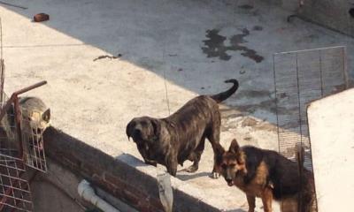 Alertan por aumento de reportes de mascotas en riesgo por calor extremo en Frontera