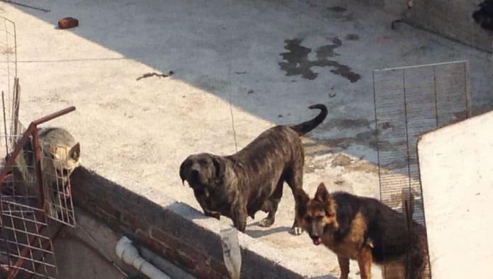 Alertan por aumento de reportes de mascotas en riesgo por calor extremo en Frontera