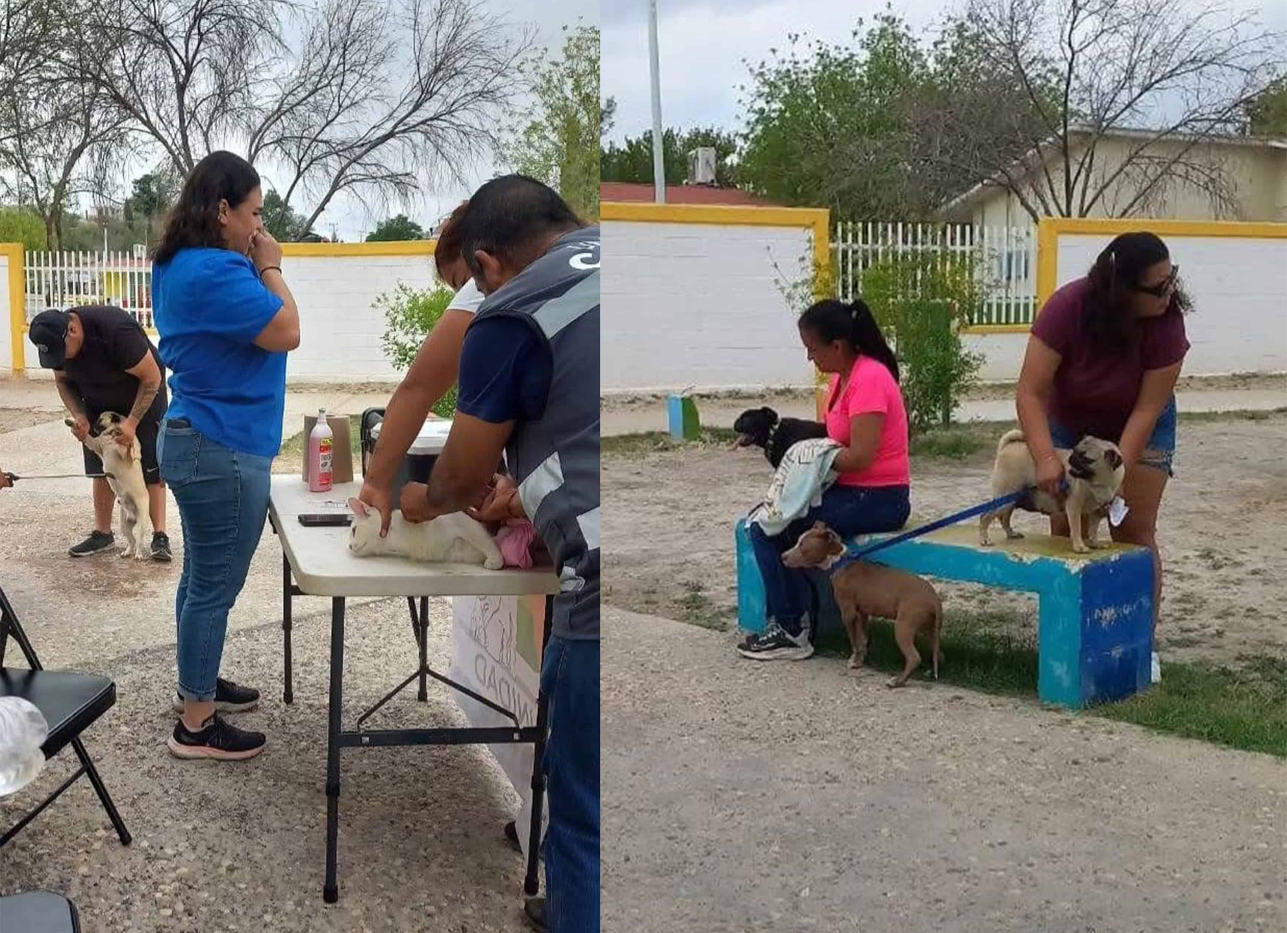 Refuerzan brigadas de salud para mascotas en colonias de Acuña