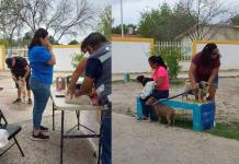 Refuerzan brigadas de salud para mascotas en colonias de Acuña