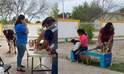 Refuerzan brigadas de salud para mascotas en colonias de Acuña