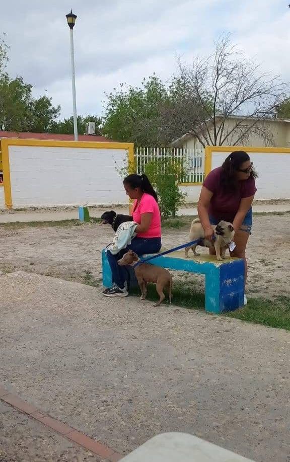 Refuerzan brigadas de salud para mascotas en colonias de Acuña