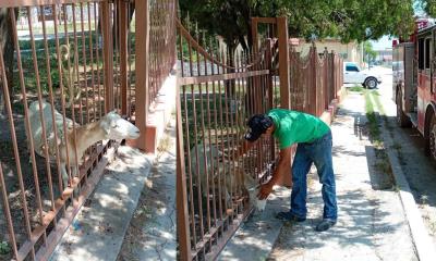 Bomberos de Allende rescatan a borrego atorado en cerca metálica