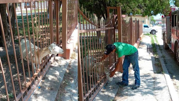 Bomberos de Allende rescatan a borrego atorado en cerca metálica