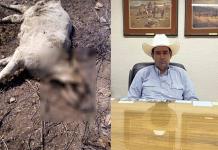 Sequía y cierre fronterizo disparan mortandad en el ganado en Ciudad Acuña