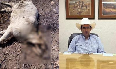 Sequía y cierre fronterizo disparan mortandad en el ganado en Ciudad Acuña