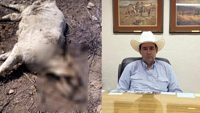 Sequía y cierre fronterizo disparan mortandad en el ganado en Ciudad Acuña