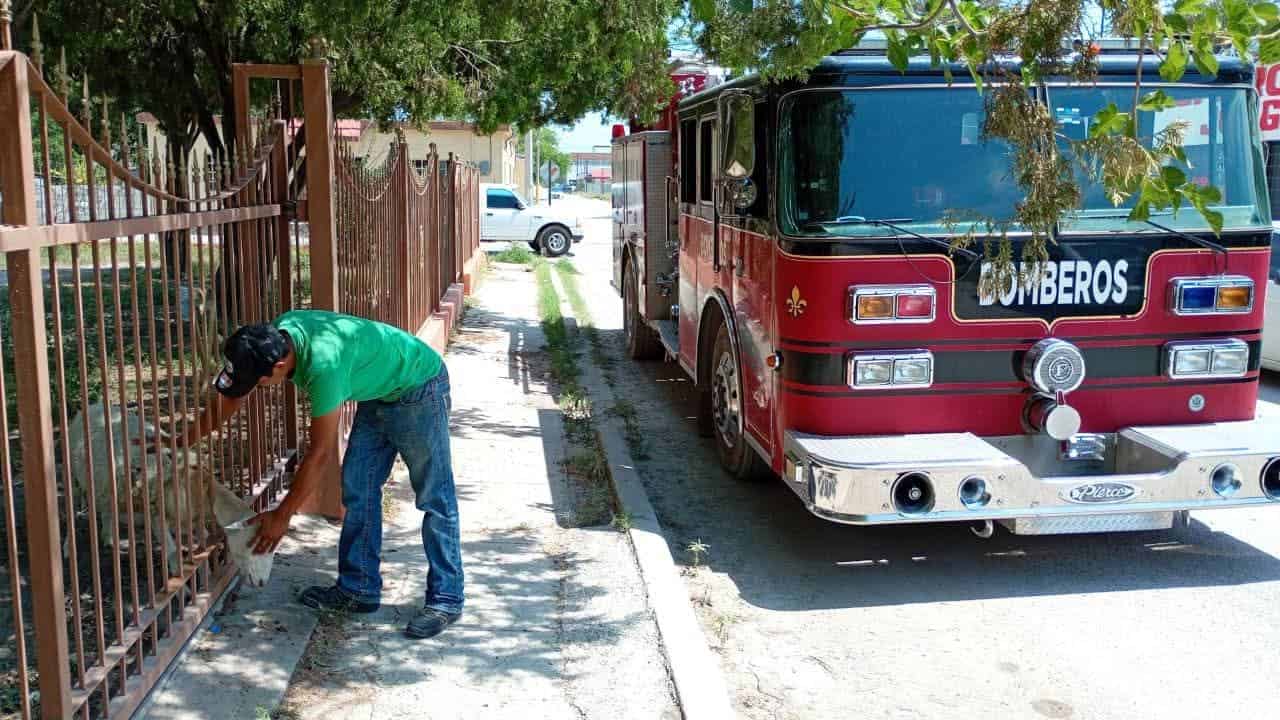 Bomberos de Allende rescatan a borrego atorado en cerca metálica