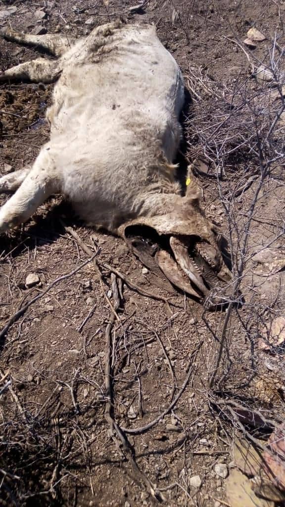 Sequía y cierre fronterizo disparan mortandad en el ganado en Ciudad Acuña