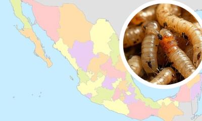 México registra 6 casos de gusano barrenador en humanos