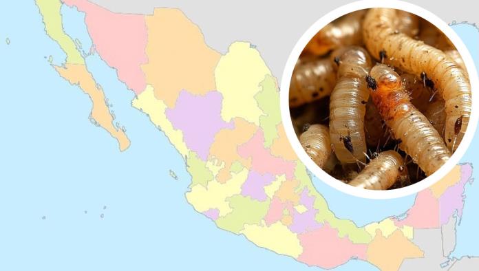 México registra 6 casos de gusano barrenador en humanos