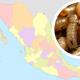 México registra 6 casos de gusano barrenador en humanos