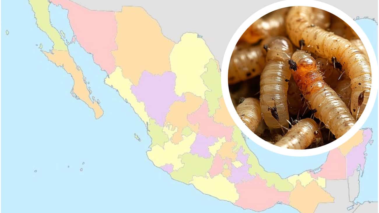 México registra 6 casos de gusano barrenador en humanos